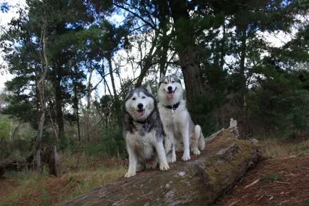 Szibériai husky (a történelem és a fajta jellemzői, 33 fotó)