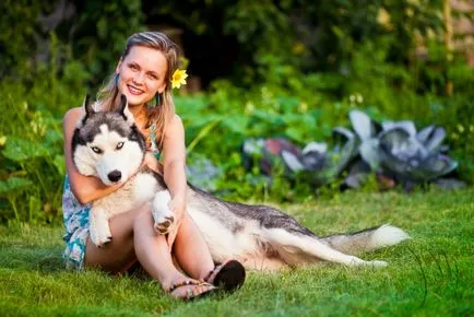 Szibériai husky (a történelem és a fajta jellemzői, 33 fotó)