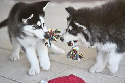 Szibériai husky (a történelem és a fajta jellemzői, 33 fotó)