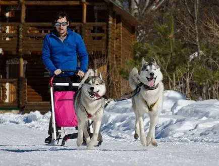 Szibériai husky (a történelem és a fajta jellemzői, 33 fotó)