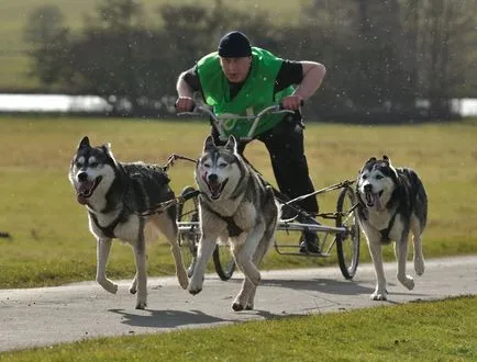 Szibériai husky (a történelem és a fajta jellemzői, 33 fotó)