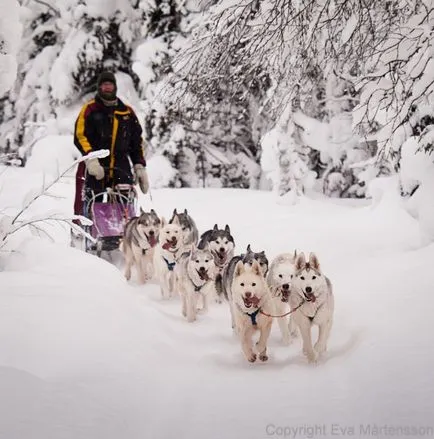 Szibériai husky (a történelem és a fajta jellemzői, 33 fotó)