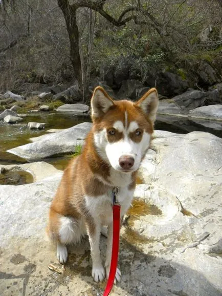 Szibériai husky (a történelem és a fajta jellemzői, 33 fotó)