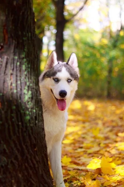 Szibériai husky (a történelem és a fajta jellemzői, 33 fotó)