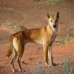 Dingo къде да се купи, Цена, описание порода, където той живее в Украйна и България, колко струва, прозвища