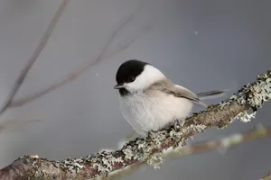 Conținutul Tits în celule și cuști