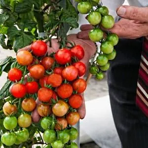 Tomate miracol soiuri de sare de acoperire