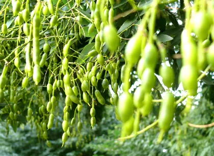 Sophora japonica alkalmazása diabetes húsleves, szakértői vélemények