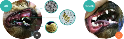 Премахване на (почистване) на стоматологични ултразвукови камъни при кучета
