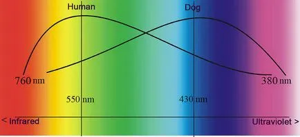 Кучета гледат на света по цвят