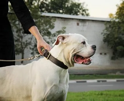 Kutya használt - jó cselekedet vagy egy jogi probléma zoozaschita