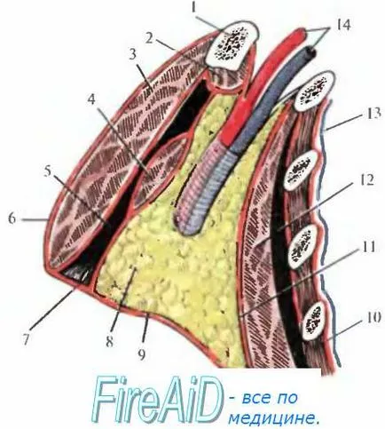 Straturi zona subclaviculară