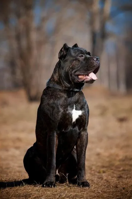 Câinele cu grația unei pantere - Cane Corso - animale de companie