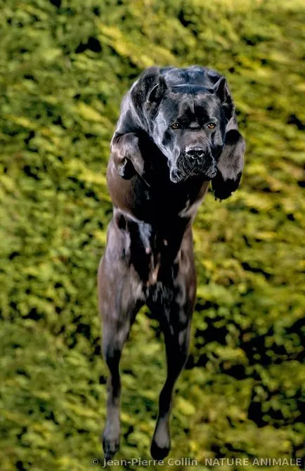 Câinele cu grația unei pantere - Cane Corso - animale de companie