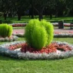 soiuri și specii în primăvara de plantare Spirea și culturilor de îngrijire