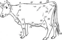 Stati animalele de fermă, defectele și dezavantaje ale exteriorului - metode de evaluare bovine exterioare