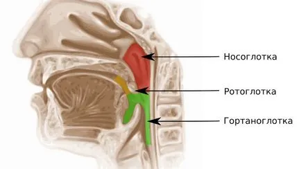 Structura nazofaringe umane și foto funcții, anatomie, schema de structură