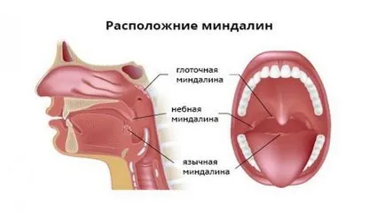 A szerkezete és funkciója az emberi orr-garat