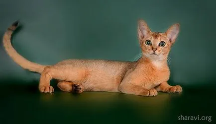 Abesszin macskák szabványok, sharavi - Abesszin macskák Odesszában