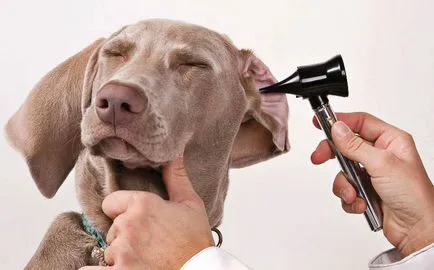 hlorofillipt Aureus la câini Care sunt semnele si simptomele de infecție, se aplică un tratament