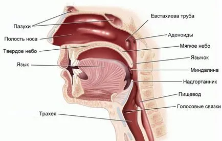 Структурата на назофаринкса
