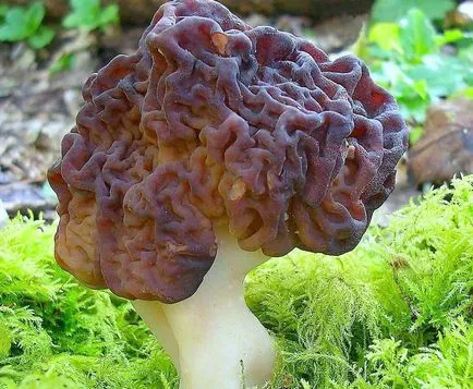 Gyromitra ordinare dacă există această ciupercă