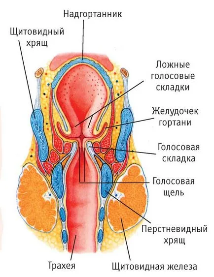 Structura nazofaringe umane și foto funcții, anatomie, schema de structură
