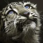 Leopard tatuaj valori 6, 50 fotografii și schițe de cele mai bune