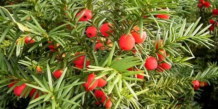Yew - descrierea și soiuri, plantare, cultivare și întreținere