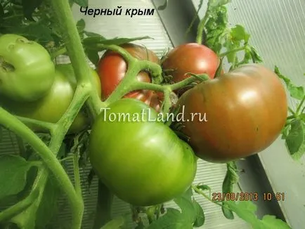 Comentariile de tomate Negru Crimeea, fotografii, productivitate