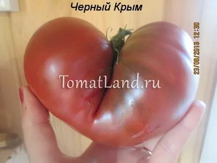 Comentariile de tomate Negru Crimeea, fotografii, productivitate