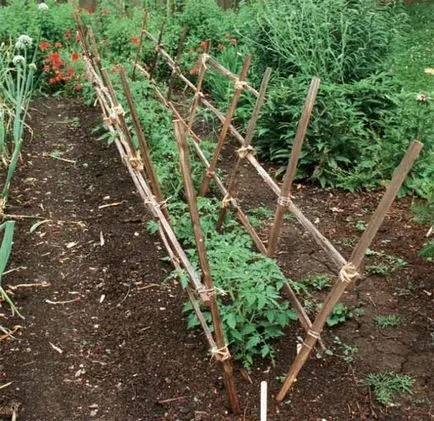 Tomate caracterizare „negru Crimeea“ și descrierea, cultivarea și întreținerea, fotografie