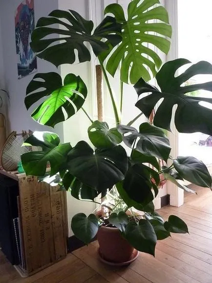 Csodálatos növény - Monstera