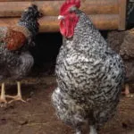 Топ 5 най-популярни месни породи кокошки Джърси гигант, Худ, както и други Langshan