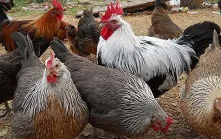 Топ 5 най-популярни месни породи кокошки Джърси гигант, Худ, както и други Langshan