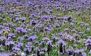 Наторяване на почвата с помощта на Phacelia