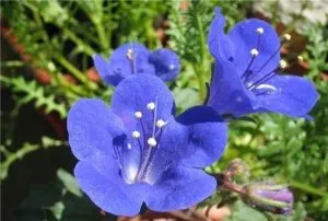 Fertiliza solul cu ajutorul Phacelia