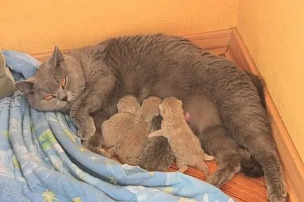 A macska a szülés után vérzés, mit kell tenni