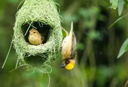 Невероятни гнезда на птици
