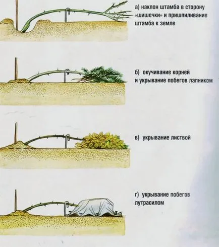 trandafiri adăpost pentru iarnă