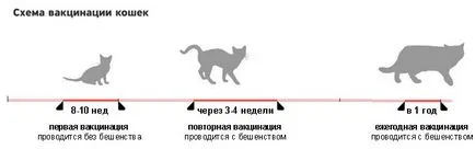 Ваксинация на котки в Москва - достъпни цени, ваксинирани котки у дома