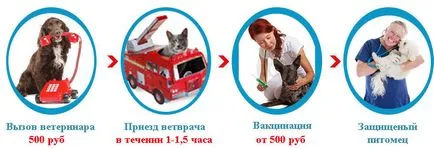 Ваксинация на котки в Москва - достъпни цени, ваксинирани котки у дома