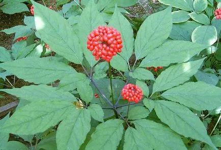 Vedele Ginseng - rădăcina vieții