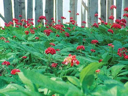 Vedele Ginseng - rădăcina vieții