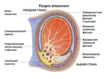 Ultrasunete de testicule la bărbați