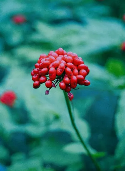 Vedele Ginseng - rădăcina vieții