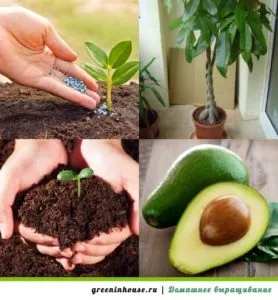 Cultivarea de gropi de avocado în casă