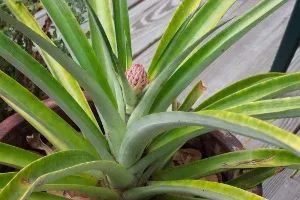 Cultivarea ananas