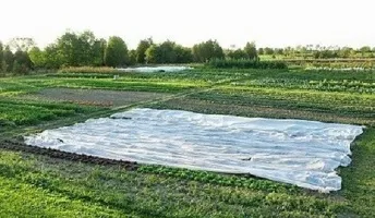 Отглеждането на зеленчукови култури под agrovoloknom - съвети от greensad