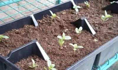 Отглеждане zinnias от семена и посадъчен материал на легло в открит терен в дома